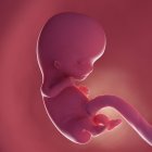 Fœtus humain à la semaine 9, illustration numérique réaliste . — Photo de stock