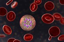 Protozoos de Plasmodium malariae y glóbulos rojos en los vasos sanguíneos, ilustración por ordenador . - foto de stock