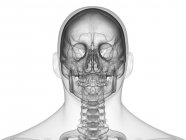 Абстрактный мужской силуэт с видимым человеческим черепом, вид спереди, компьютерная иллюстрация . — стоковое фото