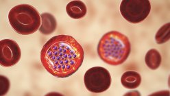 Protozoi Plasmodium falciparum, agente causale della malaria tropicale nei globuli rossi, illustrazione digitale . — Foto stock