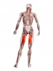 Physische männliche Figur mit detailliertem Adduktorenmagnus-Muskel, digitale Illustration. — Stockfoto