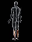 Abstrakte männliche Figur mit detailliertem Tibialis-hinteren Muskel, Computerillustration. — Stockfoto