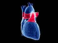 Coração humano com tronco pulmonar colorido, ilustração computacional . — Fotografia de Stock