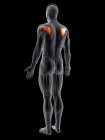 Абстрактное мужское тело с детализированной мышцей Infraspinatus, компьютерная иллюстрация
. — стоковое фото