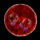 Protozoo Plasmodium falciparum cell, agente causal de la malaria tropical, ilustración digital . - foto de stock