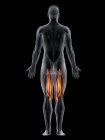 Männlicher Körper mit sichtbarem farbigen Semimembranosus-Muskel, Computerillustration. — Stockfoto