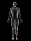 Мужское тело с видимым цветным Extensor галлюцинации длинные мышцы, компьютерная иллюстрация
. — стоковое фото