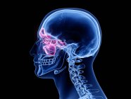 Abstract male silhouette with visible sinuses bones, computer illustration. — Stock Photo