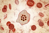 Plasmodium ovale protozoo parásito y glóbulos rojos en flujo, ilustración por ordenador . - foto de stock