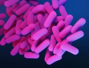 Illustration numérique 3D de la bactérie Bordetella pertussis en forme de tige rose . — Photo de stock