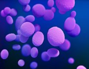Ilustración del hongo Candida. Las células individuales del hongo se muestran como elipsoides púrpura. Las especies de Candida pueden causar infecciones graves en los seres humanos. Por ejemplo, Candida auris causa candidiasis, a menudo adquirida en el hospital por pacientes - foto de stock