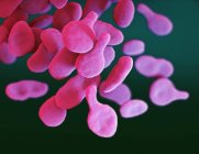 Digital illustration of Mgen Mycoplasma genitalium bacteria. — Stock Photo