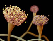 Illustration des condiophores du champignon Aspergillus fumigatus — Photo de stock