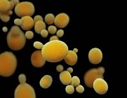 Illustrazione del fungo Candida auris — Foto stock