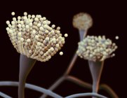 Illustrazione dei condiofori del fungo Aspergillus fumigatus — Foto stock