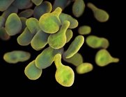 Цифрова ілюстрація Mgen Mycoplasma genitalium bacteries. — стокове фото