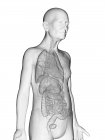 Цифровая иллюстрация прозрачного тела пожилого человека с видимыми внутренними органами . — стоковое фото