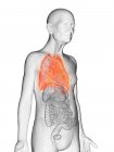 Ilustración digital del cuerpo del anciano transparente con pulmones visibles de color naranja . - foto de stock