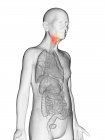 Illustration numérique du corps transparent de l'homme âgé avec larynx de couleur orange visible . — Photo de stock