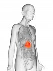 Illustration numérique du corps transparent d'un homme âgé avec un estomac de couleur orange visible . — Photo de stock