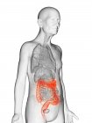 Ilustración digital del cuerpo del anciano transparente con colon visible de color naranja . - foto de stock