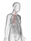 Illustrazione digitale del corpo dell'uomo anziano trasparente con esofago visibile di colore arancione . — Foto stock