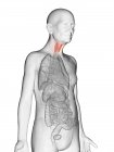 Цифровая иллюстрация прозрачного тела пожилого человека с видимым оранжевым цветом щитовидной железы . — стоковое фото