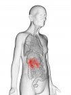Illustrazione digitale del corpo umano anziano trasparente con reni visibili di colore arancione . — Foto stock