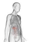 Ilustración digital del cuerpo del anciano transparente con uréteres visibles de color naranja . - foto de stock
