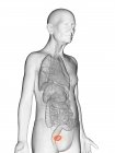 Цифровая иллюстрация прозрачного тела пожилого человека с видимым оранжевым мочевым пузырем . — стоковое фото