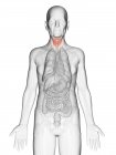 Ilustración digital del cuerpo adulto mayor transparente con tiroides visible de color naranja . - foto de stock