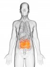 Цифровая иллюстрация прозрачного тела пожилого человека с видимым оранжевым цветом тонкой кишки
. — стоковое фото
