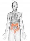 Illustrazione digitale del corpo dell'uomo anziano trasparente con colon visibile di colore arancione . — Foto stock