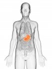 Ilustración digital del cuerpo del anciano transparente con el estómago visible de color naranja . - foto de stock