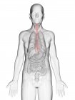 Digitale Illustration des transparenten Körpers eines älteren Mannes mit sichtbarer orangefarbener Speiseröhre. — Stockfoto