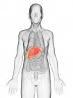 Ilustración digital del cuerpo del anciano transparente con hígado visible de color naranja . - foto de stock