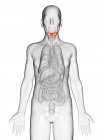 Ilustración digital del cuerpo del anciano transparente con laringe visible de color naranja . - foto de stock