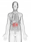 Digitale Illustration des transparenten Körpers eines älteren Mannes mit sichtbaren orangefarbenen Nieren. — Stockfoto
