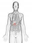 Digital illustration of transparent elderly man body with visible orange-colored gallbladder. — Stock Photo