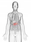 Ilustración digital del cuerpo adulto mayor transparente con páncreas visible de color naranja . - foto de stock
