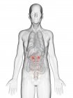 Ilustração digital do corpo transparente do homem idoso com ureteres coloridos alaranjados visíveis . — Fotografia de Stock