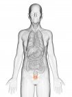 Цифровая иллюстрация прозрачного тела пожилого человека с видимым оранжевым мочевым пузырем . — стоковое фото