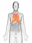 Ilustración digital del cuerpo del anciano transparente con pulmón visible de color naranja . - foto de stock