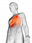 Ilustración digital del cuerpo del anciano transparente con pulmón visible de color naranja . - foto de stock