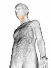 Digitale Illustration des transparenten Körpers eines älteren Mannes mit sichtbarem orangefarbenem Kehlkopf. — Stockfoto