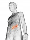 Digitale Illustration des transparenten Körpers eines älteren Mannes mit sichtbarer orangefarbener Niere. — Stockfoto