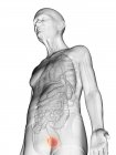 Digitale Illustration des transparenten Körpers eines älteren Mannes mit sichtbarer orangefarbener Blase. — Stockfoto