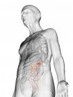 Ilustración digital del cuerpo del anciano transparente con uréteres visibles de color naranja . - foto de stock