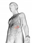 Illustrazione digitale del corpo umano anziano trasparente con ghiandole surrenali di colore arancione visibili . — Foto stock