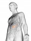 Digitale Illustration des transparenten Körpers eines älteren Mannes mit sichtbarer orangefarbener Bauchspeicheldrüse. — Stockfoto